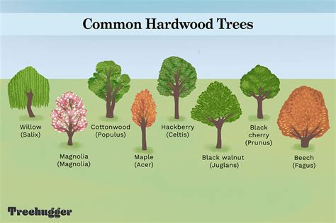  Quercus: ไม้เนื้อแข็งอเนกประสงค์ที่คุณต้องรู้จัก!